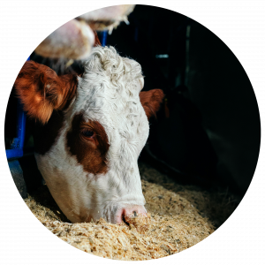 Animal Nutrition Darby Trading